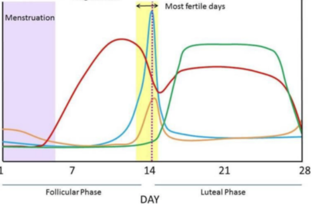 <p>what are the hormones associated with each colour?</p>
