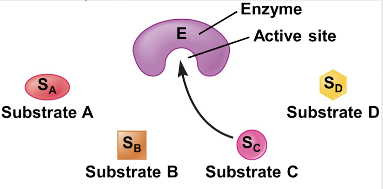 <p>substrate specificity model stating that the shape of the substrate complements the <strong>active site</strong> of the enzyme</p>