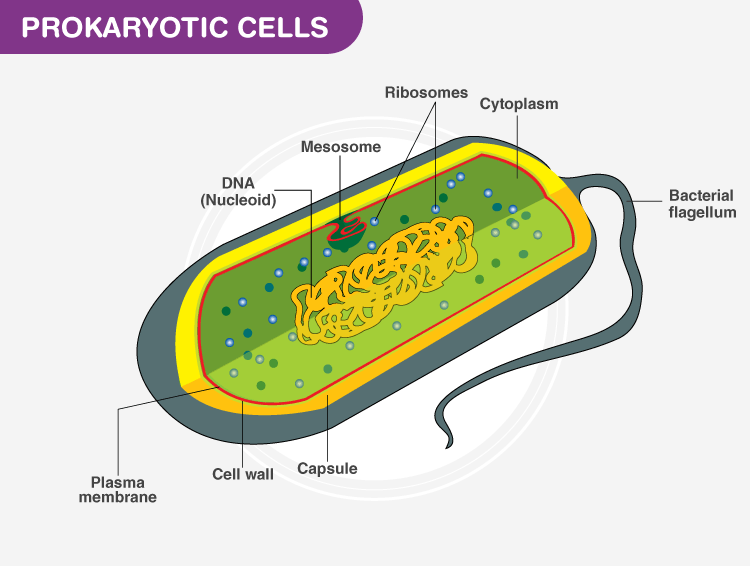 <p>Prokaryotes</p>