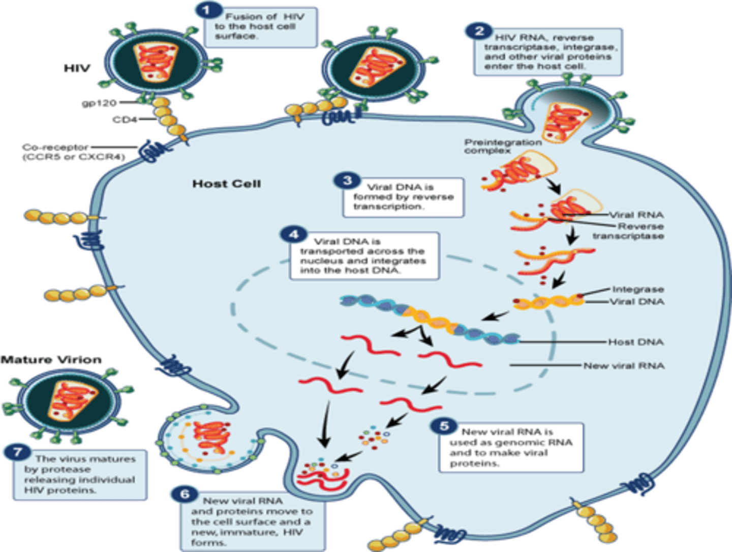 <p>> Virus attaches to CD4 T helper cell</p><p>> converts RNA to DNA</p><p>> inserts viral DNA into host</p><p>> replicates infected cells</p><p>> CD4 cells die</p><p>> immune system failure</p>