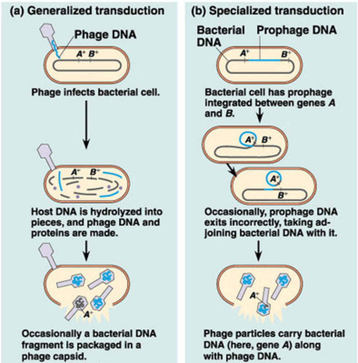 <p>Generalized transduction and specialized transduction</p>