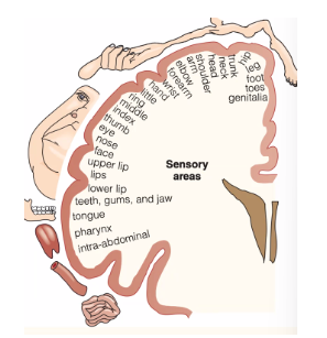 <p> What are pain behaviors and how can they be affected by other people?</p>