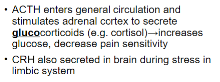 <ul><li><p>paraventricular nucleus of the hypothalamus (PVN) releases the peptide corticotropin-releasing hormone/factor (CRH/CRF) </p></li><li><p>CRH stimulates anterior pituitary  to release ACTH</p></li></ul>