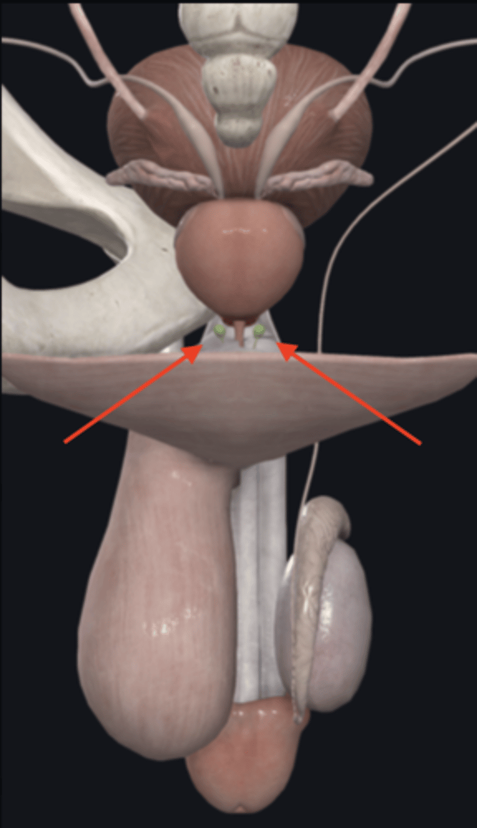 <p>deeper, bulb-like structures</p>
