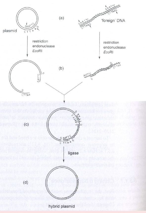 <p>You can clone foreign DNA for expression! Have plasmid + “foreign DNA”. Knick plasmid and foreign DNA using restriction endonuclease. Add DNA to plasmid, seal with ligase to form hybrid plasmid which now modifies what the bacterial cell does. </p>