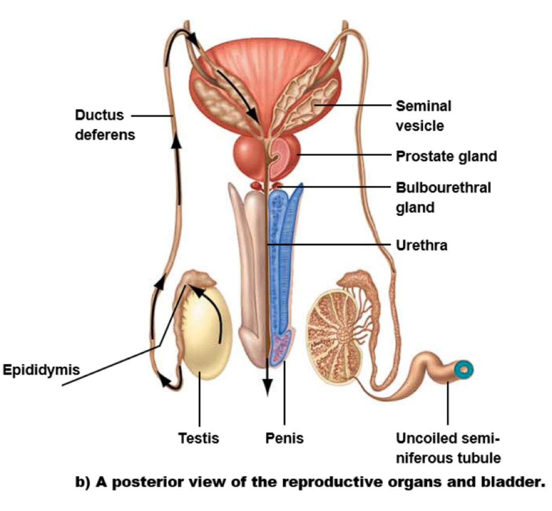 <p>seminal vesicles </p>