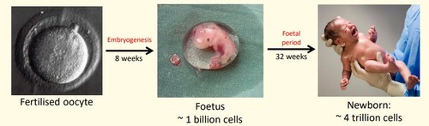 <p>40 weeks</p><p>- First 8 weeks = embryogenesis</p><p>- Week 9-40 = foetal period</p>