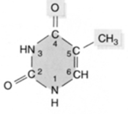 What  nucleic acid is this?