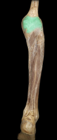 Function:
Partially encloses knee joint