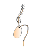 <p>A zoospore is a reproductive cell that moves around using a flagellum to swim to a favorable environment for development</p>