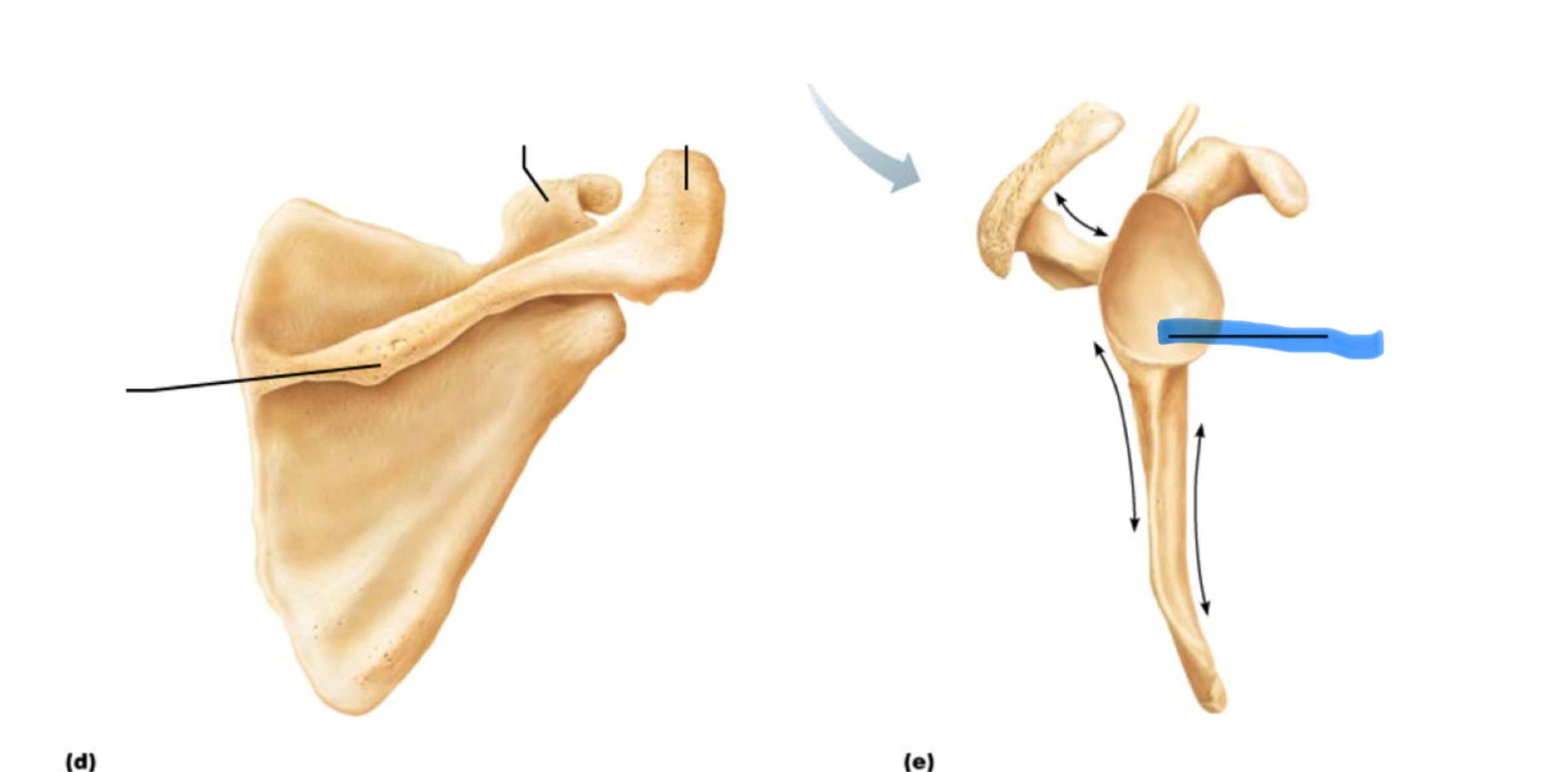 <p>What marking is this?</p>