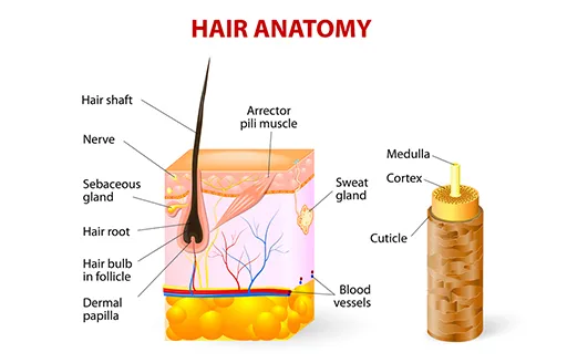 <p>Epidermis of the skin</p>