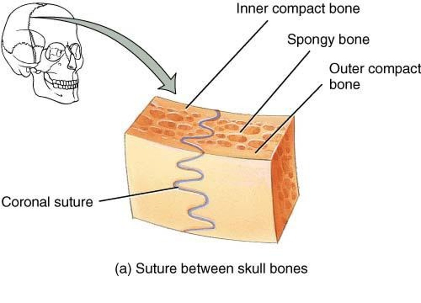 <p>Occur only between bones of the skull; adult = immovable; infants &amp; children = slightly moveable</p>