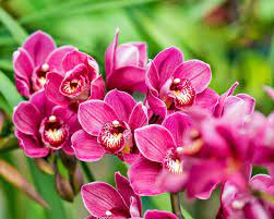 <p><img src="https://cityfloralgreenhouse.com/wp-content/uploads/2020/12/Orchids-Cymbidium-city-floral-garden-center-denver-1.jpg" alt="Cymbidium Orchids - City Floral Garden Center - Denver Colorado"></p>