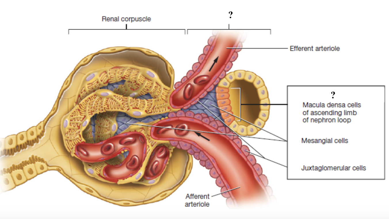 <p>controls the flow of filtrate through the nephron and blood pressure within the glomerulus by detecting changes in filtrate composition or systemic blood pressure</p><ul><li><p>made up of three cell types: macula densa cells, juxtaglomerular cells, mesangial cells</p></li></ul><p></p>