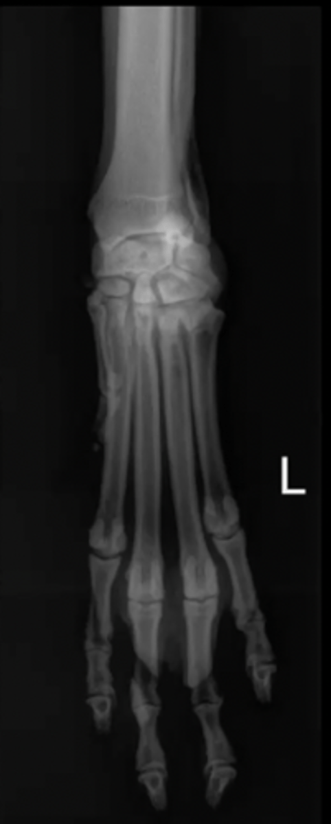 <p>Is this image overexposed or underexposed?</p>