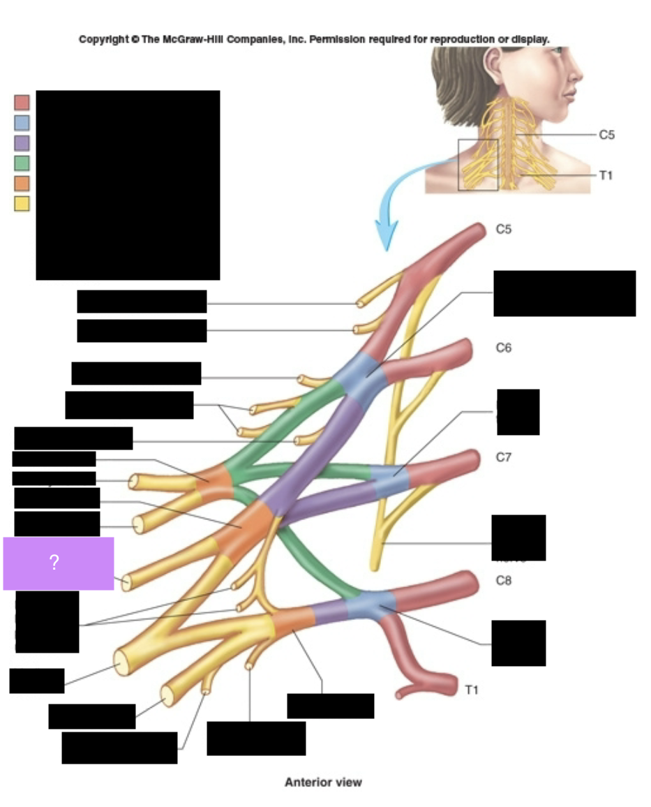 <p>Arm flexor muscles, lateral forearm. Elbow area.</p>