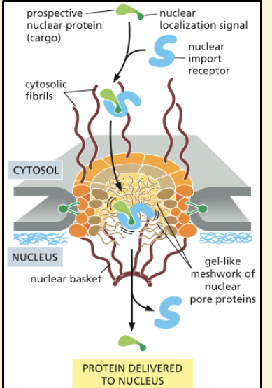 <ol><li><p>Newly made proteins destined for the nucleus need to have an appropriate sorting signal called a nuclear localisation signal</p></li><li><p>The localisation signal is recognised by a nuclear import receptor called Importin that interacts with the cytosolic fibrils that extend from the rim of the pore</p></li><li><p>After being captured, the receptors with their cargo jostle their way through the gel-like meshwork formed from the unstructured regions of the nuclear pore proteins</p></li><li><p>Binding of Ran-GTP to Importin triggers the release of the cargo in the nucleus and importin returns to the cytosolic side</p></li><li><p>Nuclear export receptors (exportins) recognise nuclear export signals and work in a similar way, driving protein and RNA traffic from the nucleus to the cytosol </p><p></p></li></ol><p></p>