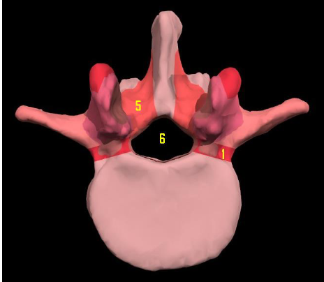 <p>lamina arcus vertebrae </p>