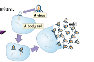 <p>Why are viruses not cells? (live, size, reproduce, feel ill)</p>