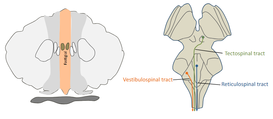 <p>The vermis projects to the fastigial nucleus, which in turn projects to the vestibular nuclei and the reticular formation. These projections are mainly involved in posture and axial musculature</p>