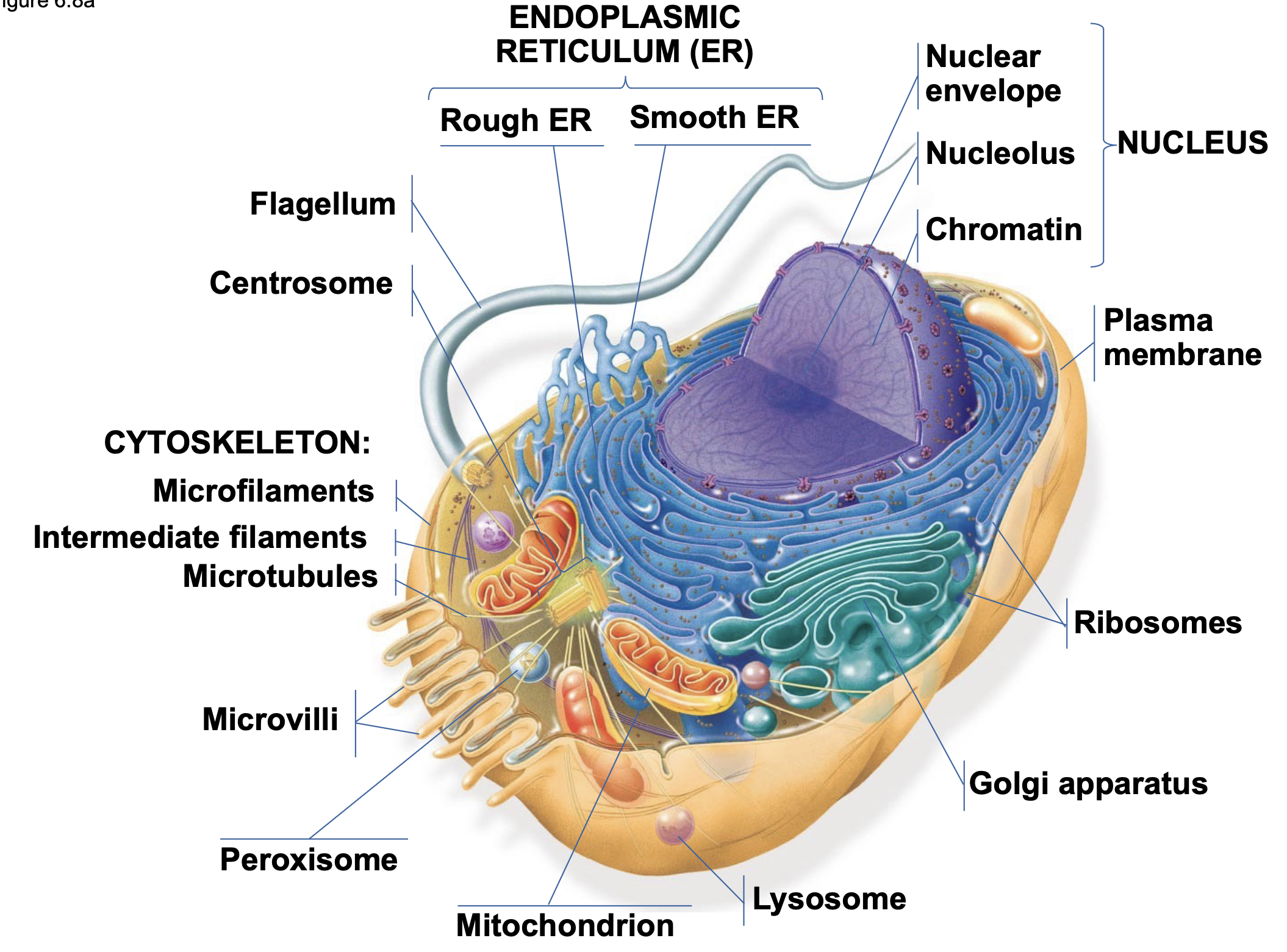 .Membrane-bound organelles (numerous) \n .DNA in a nucleus that is bounded by a membranous nuclear envelope \n .Cytoplasm in the region between the plasma membrane and nucleus \n .Eukaryotic cells are generally much larger than prokaryotic cells

.Plasma membrane \n • Nucleus \n • Endoplasmic reticulum (smooth/rough) \n • Golgi body \n • Vesicles \n • Mitochondria \n • Cytoskeleton \n • Chloroplasts (only in plants) \n • Central vacuole (only in plants) \n • Lysosome (only in animals)