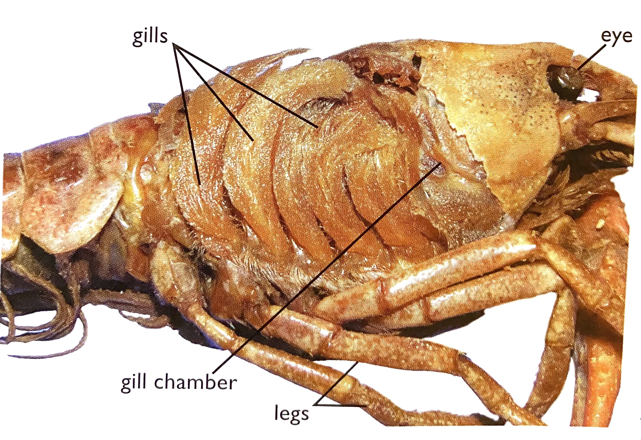 <p>Gills</p>