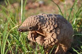 <p>Pangolins</p><ul><li><p><span style="background-color: transparent;"><span>Are medium → large w/ long prehensile tails. Have powerful clawed hands for digging, and reduced auditory, visual, and vocal acuity. Terrestrial or arboreal. Plantigrade and pentadactyl.&nbsp;</span></span></p></li><li><p><span style="background-color: transparent;"><span>All are endangered or critically endangered</span></span></p></li><li><p><span style="background-color: transparent;"><span>They’re very valuable and the highest hunted mammal for illegal trade. Scales used for alternative medicine, skins valuable, hunted for meat, and declines due to forest clearing and burning.</span></span></p></li></ul><p></p>