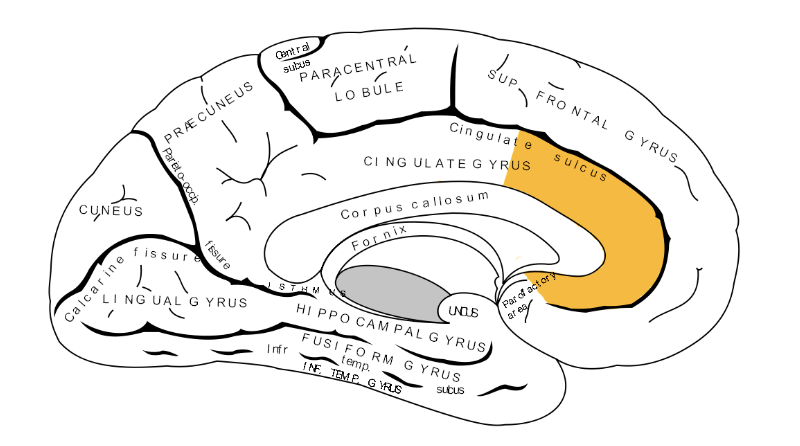 Anterior Cingulate Gyrus/Cortex (ACC)
