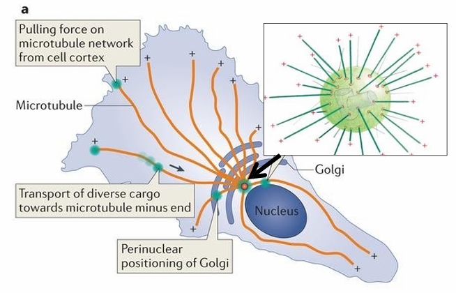 <ul><li><p>A specific location inside the cell where microtubule nucleation occurs&nbsp;</p></li><li><p>In animal cells, the MTOC is centrosome (red dot)</p><ul><li><p>Located near nucleus</p></li></ul></li></ul><p></p>