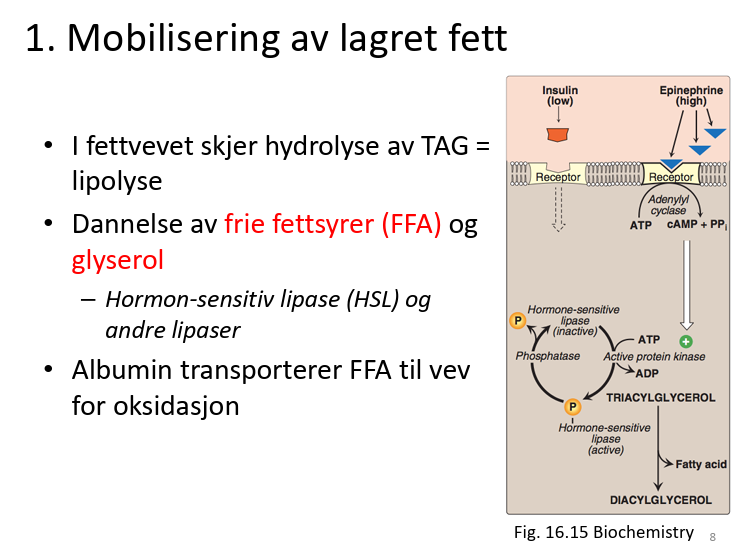 <p>Først skjer en hydrolyse av TAG → DAG → MAG → glycerol + frie fettsyrer</p><p>= lipolyse</p><ul><li><p>(triacylglycerol → diacylglycerol→monocylglycerol)</p></li></ul><p></p><p>Enzymer som inngår i denne prosessen er blant annet hormon sensitiv llipase (som du ser på bildet) og andre lipaser</p><p></p><p>Albumin transporterer frie fettsyrer (FFA) gjennom blodet til vev som trenger dem, mens glycerol kan transporteres fritt, da det er vannløselig</p><p></p><p>Det som skjer på bildet er at adrenalin fører til at Adenylyl syklase omdanner ATP til cAMP, som igjen aktiverer protein kinase A.</p><p>Protein kinase A fosforylerer hormon sensitivt lipase (ved bruk av ATP→ADP), slik at lipasen blir aktiv. Når lipasen er aktiv kan den kutte esterbåndet mellom en fettsyre og glyserolet i fettsyren. </p><p></p><p>Lipasen deaktiveres ved å slippe fosfatgruppen igjen, og dette skjer altså dersom protein kinase A ikke er aktivert av cAMP fra adrenalin. </p><p></p><p></p>