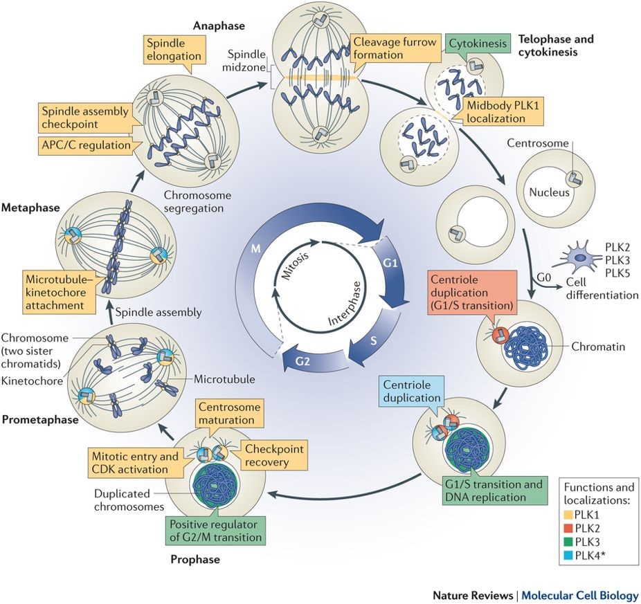 <p>What are the important features of interphase in eukaryotic cells?</p>