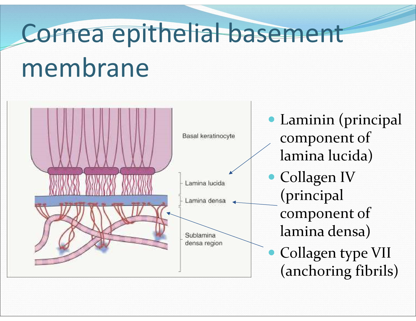 <ul><li><p>Laminin (princippal component of lamina lucida) </p></li><li><p>Collagen IV (principal component of lamina densa) </p></li><li><p>Collagen type VII (anchoring fibrils) </p></li></ul><p></p>