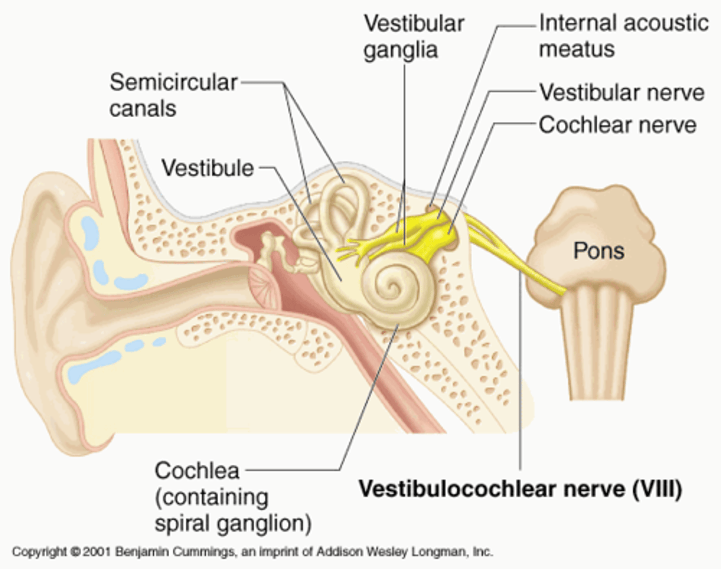 <p>- Auditory</p><p>- Sensory Function: Audition and Balance</p><p>- Motor Function: NONE</p>