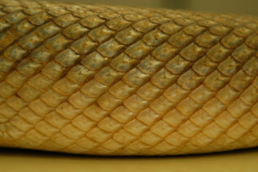 <p>Which scale is this?</p>