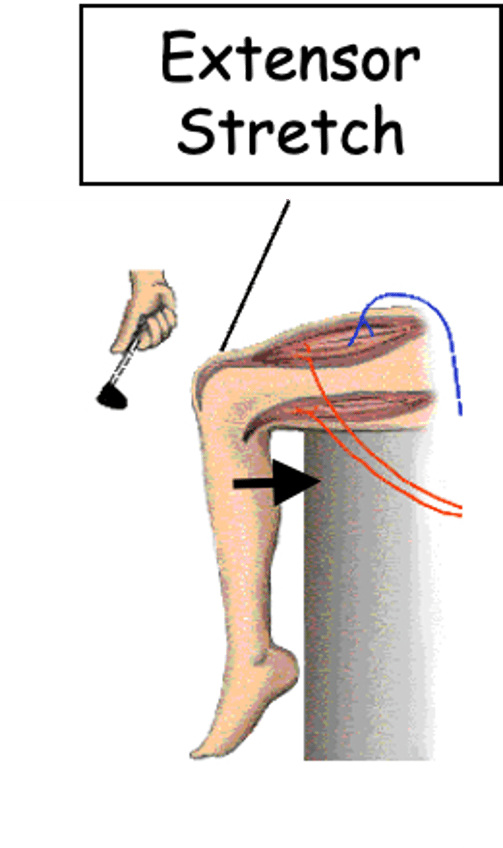 <p>The tap on the knee stretches the ______ __________ ________ and associated __________ and sets in motion a process to correct the stretching</p>