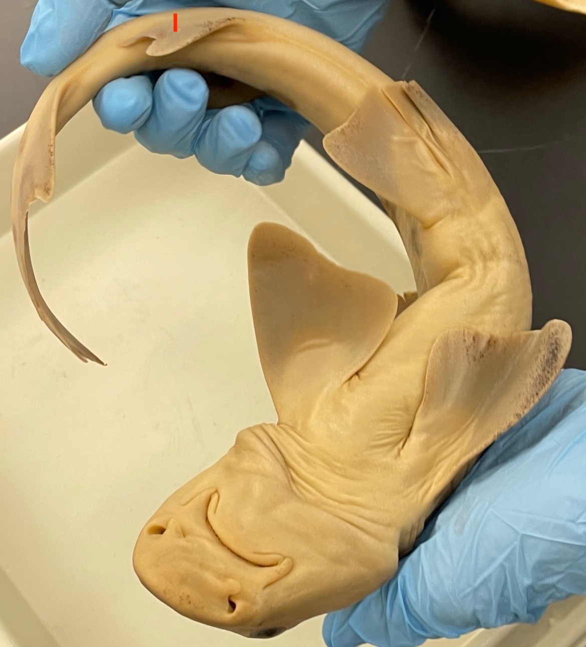 <p>!</p><p>phylum</p><p>subphylum</p><p>superclass</p><p>class</p><p>subclass</p><p>subdivision</p><p>order</p>