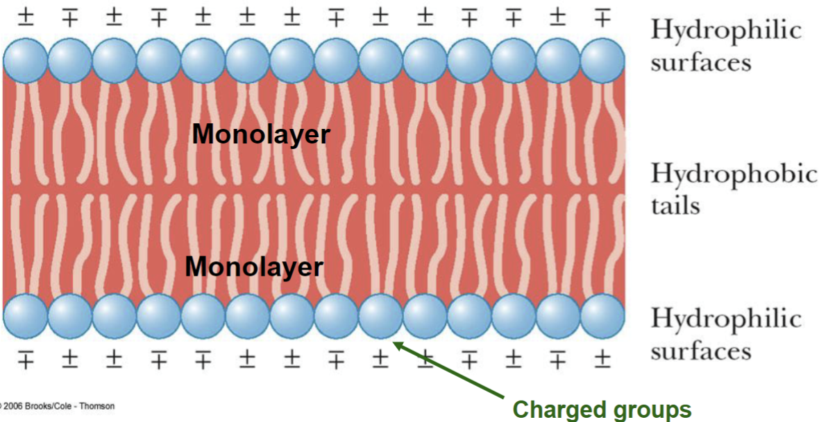 <ul><li><p><span>In aqueous solution, phosphoglycerides spontaneously</span><br><span>form into a lipid bilayer, with a back-to-back arrangement</span><br><span>of lipid monolayers</span><br><span>• polar head groups are in contact with the aqueous</span><br><span>environment</span><br><span>• nonpolar tails are buried within the bilayer</span><br><span>• the major force driving the formation of lipid bilayers</span><br><span>is hydrophobic interaction</span><br><span>• the arrangement of hydrocarbon tails in the interior</span><br><span>can be rigid (if rich in saturated fatty acids) or fluid (if</span><br><span>rich in unsaturated fatty acids)</span></p><p><br></p></li></ul><p></p>