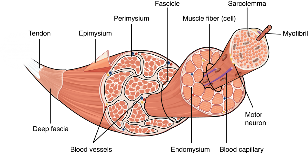 circles on the muscle fiber are nuclei