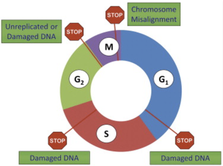 <p>G1, G2, and M checkpoints. Failure to "pass" these checkpoints stops cell division, triggers repair enzymes, and leads to apoptosis if repair is not possible. Passing the checkpoints inappropriately could lead to cancer.</p>