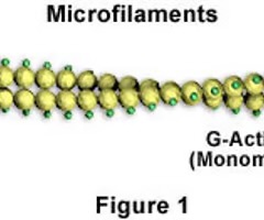 <p>microfilaments</p>