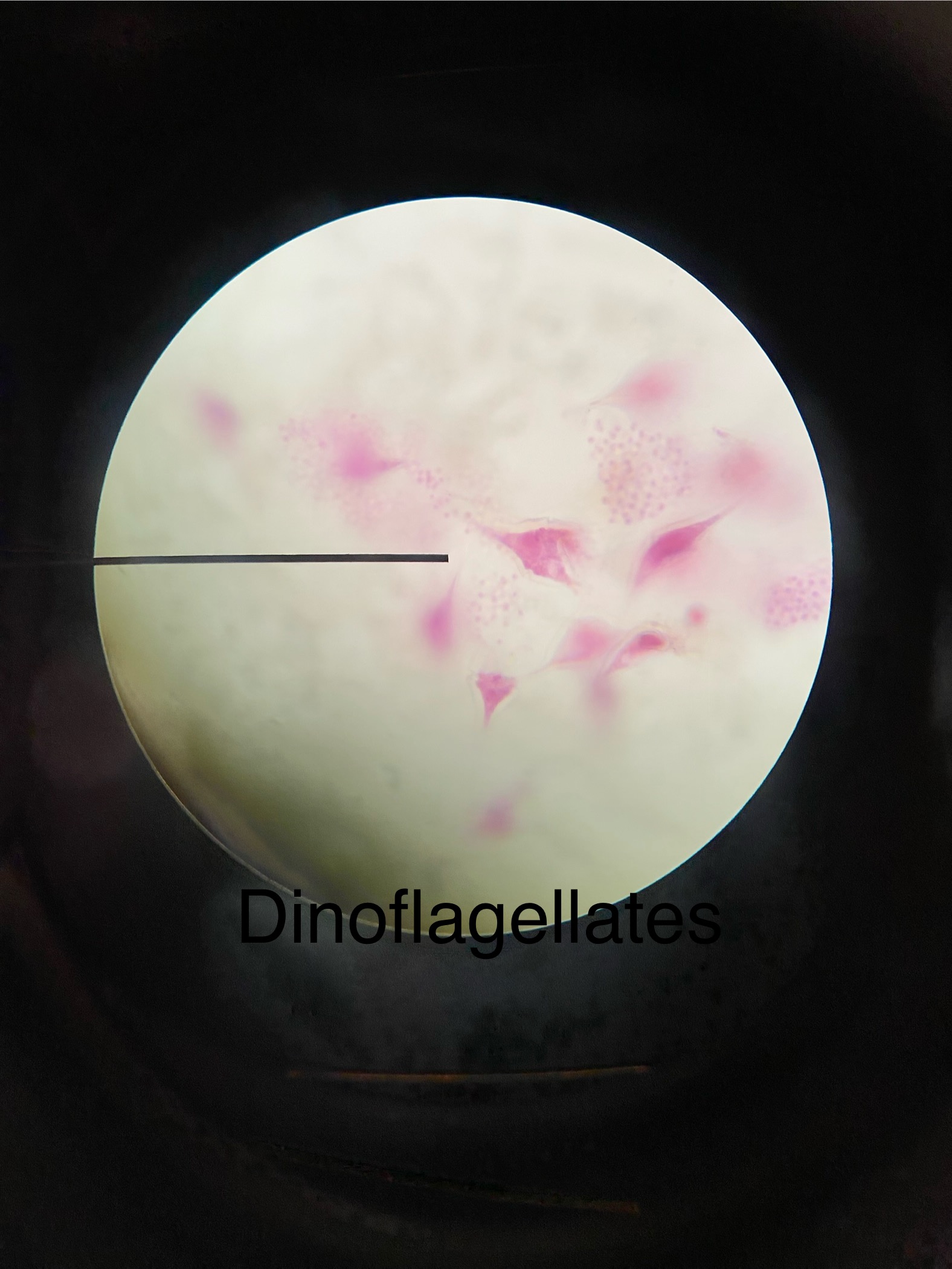 <p><span>Dinoflagellates</span></p><p></p><ul><li><p><span>Move with 2 flagella</span></p></li><li><p><span>Some glow (bioluminescence)</span></p></li><li><p><span>Can cause red tides</span></p></li></ul><p></p>