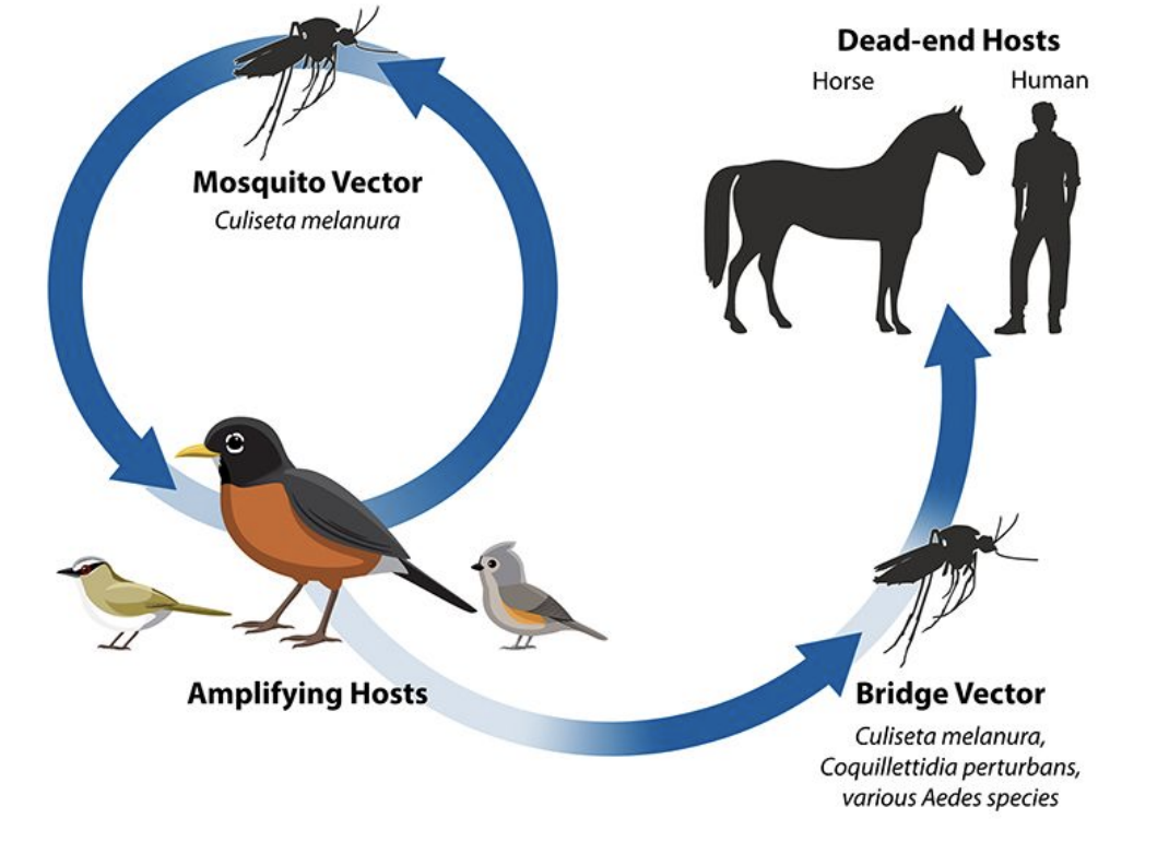 <p>The EEE virus cycles between <em>Culiseta melanura</em> mosquitoes and birds (amplifying hosts).</p><p> Bridge vectors can transmit the virus from infected birds to humans or horses, which are dead-end hosts because they don’t develop enough viremia to infect mosquitoes.</p>