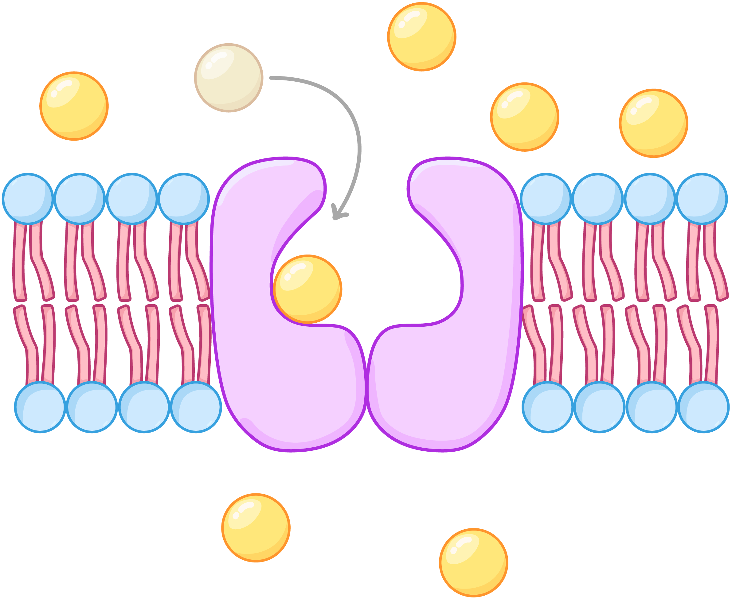 <ul><li><p>have a specific BINDING site</p></li><li><p>carrier protein rotates once molecule has bound to the protein</p></li></ul><p></p>