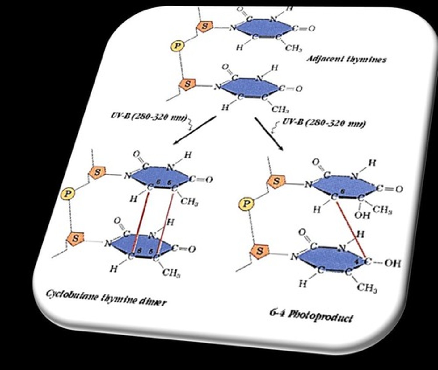 <p>UV light can covalently link thymines, forming cyclobutanes and 6-4 photoproducts.</p>