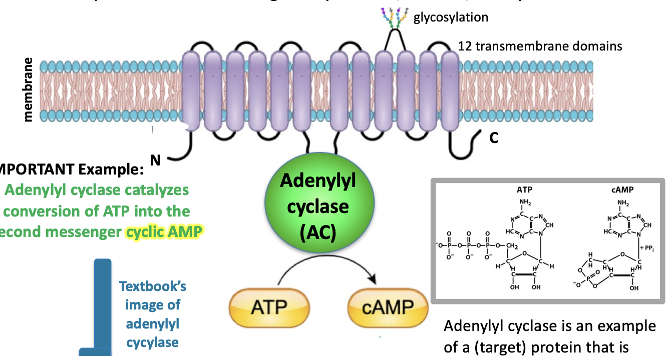 <p>small intracellular signaling molecules that transmit signals from the cell surface to the inside of the cell, mediating the effects of first messengers</p><ul><li><p>temporarily increases or decreases in response to an extracellular signal.</p></li></ul><ul><li><p>its small, diffuses rapidly and helps to relay the signal to other signaling proteins inside the cell</p></li></ul><p></p>