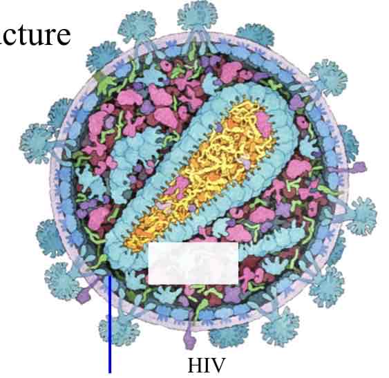 <p>HIV Virus</p>