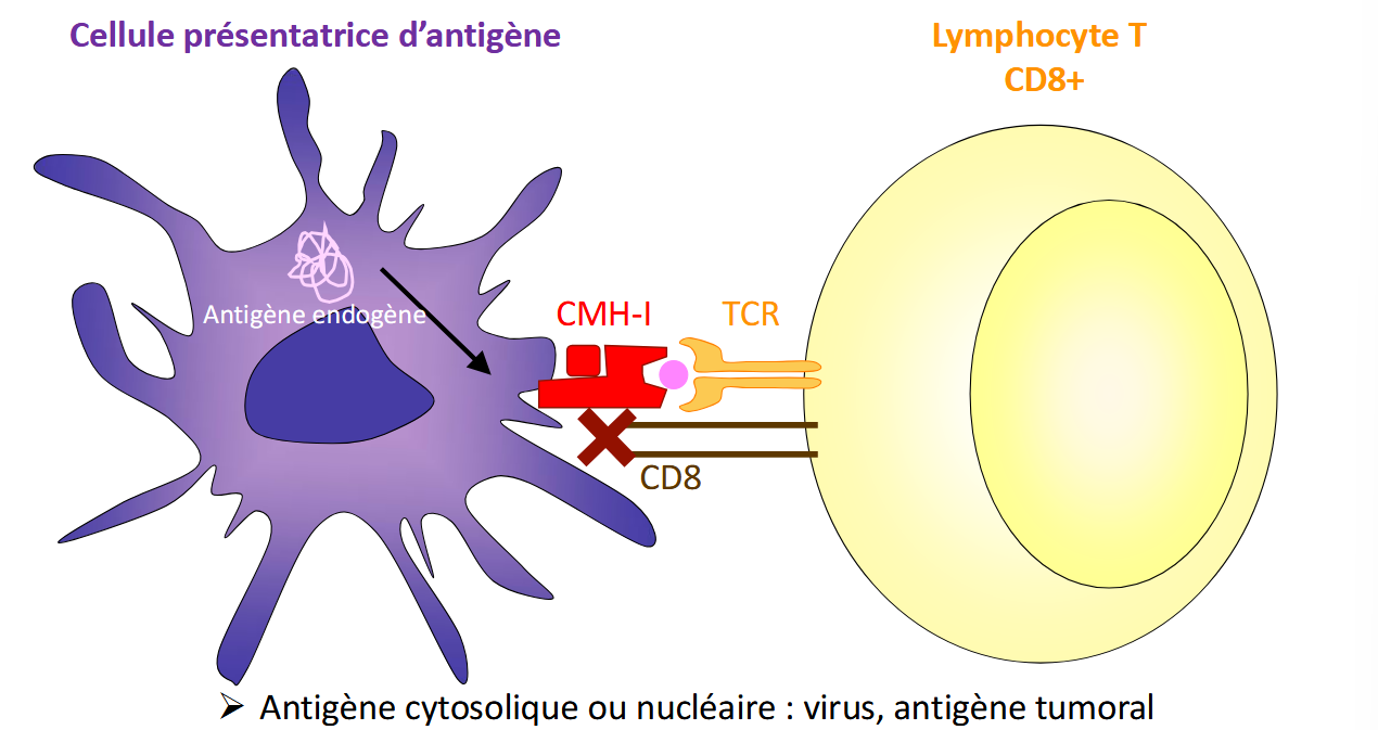 <p>un peptide présent sur une molécule du CMH de la cellule présentatrice d’antigène</p>