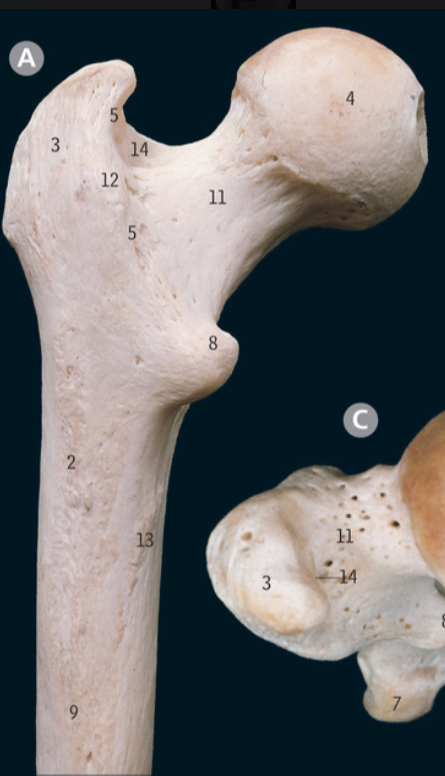 <p>What is 5 </p>