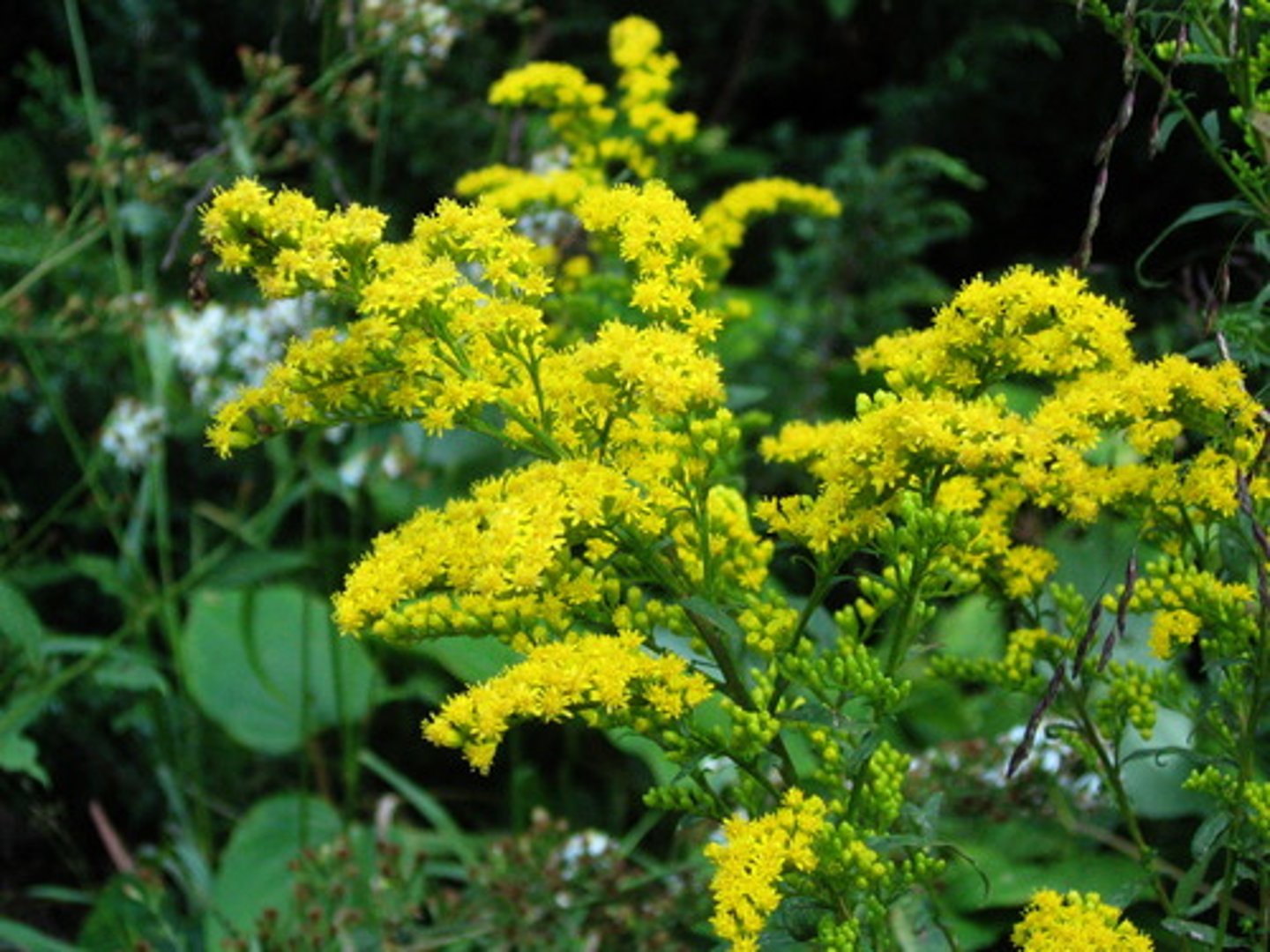<p>Solidago; Filler</p>